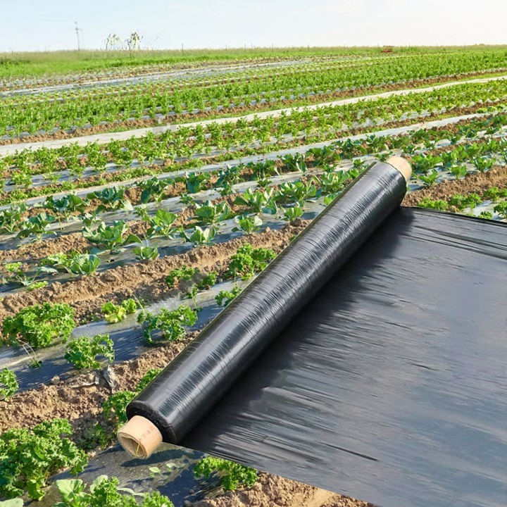 Untitled design (30) (1)